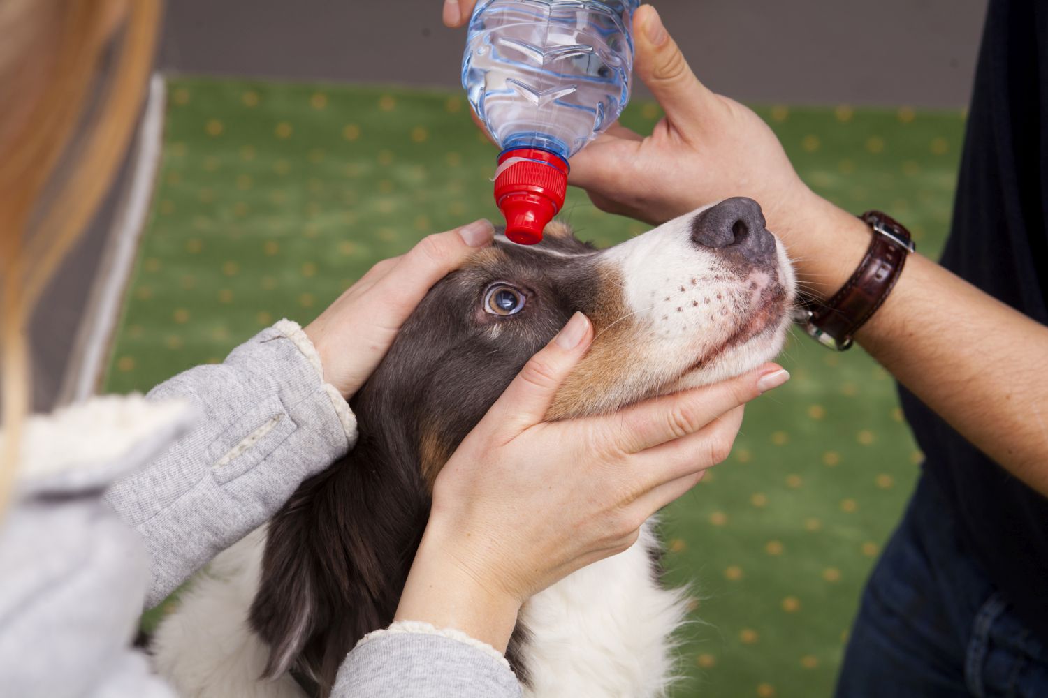 verletzter Hund mit seiner Besitzerin